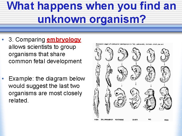 What happens when you find an unknown organism? • 3. Comparing embryology allows scientists