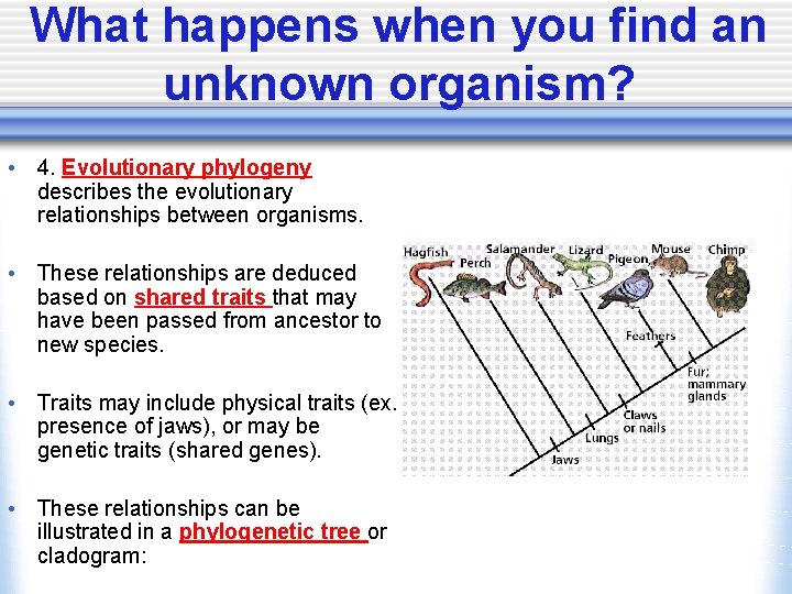 What happens when you find an unknown organism? • 4. Evolutionary phylogeny describes the
