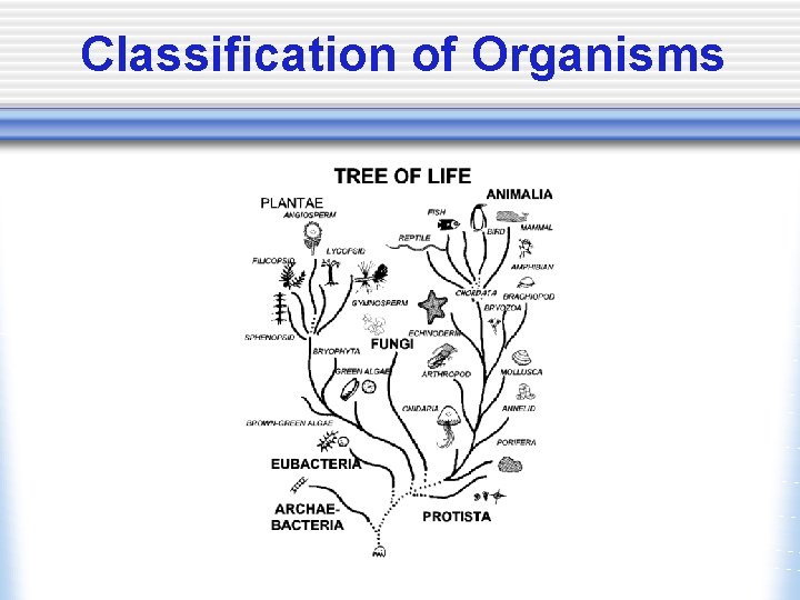 Classification of Organisms 