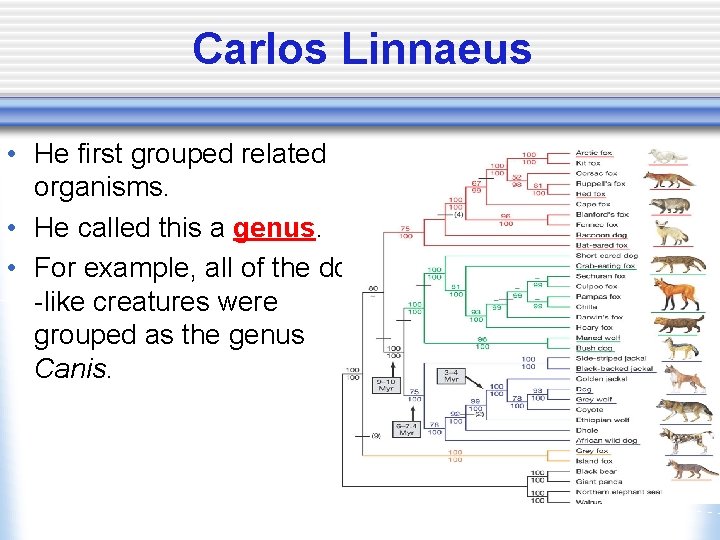 Carlos Linnaeus • He first grouped related organisms. • He called this a genus.