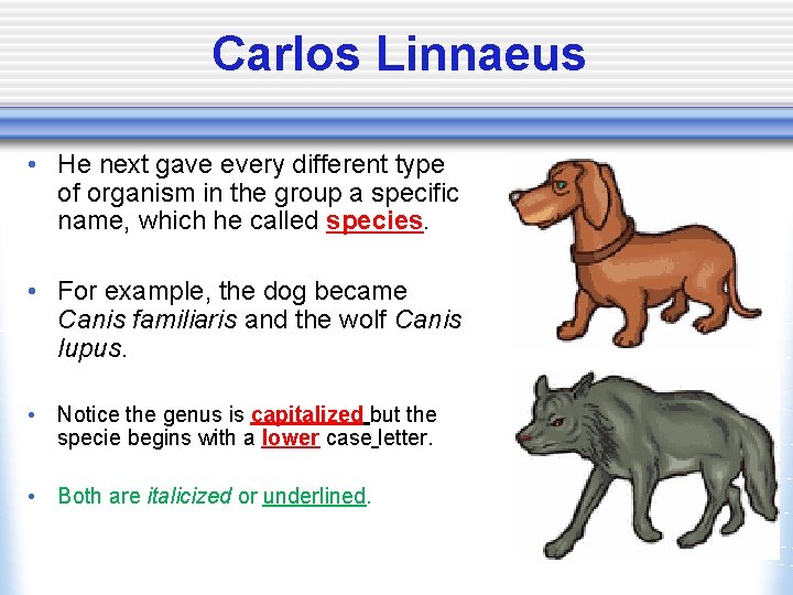 Carlos Linnaeus • He next gave every different type of organism in the group