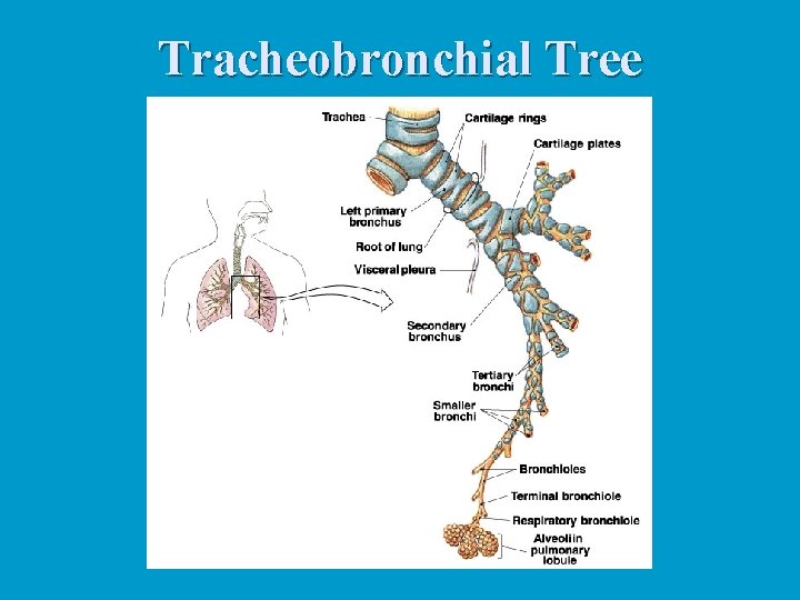 Tracheobronchial Tree Tracheobronchial Tree