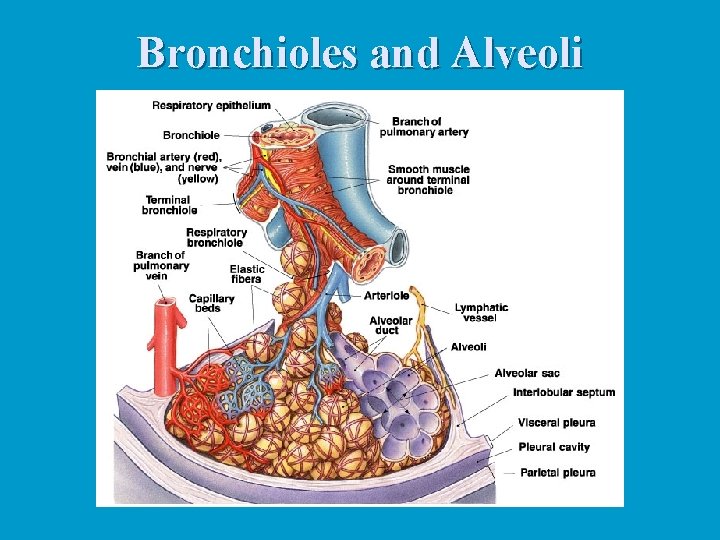 Bronchioles and Alveoli Bronchioles and Alveoli