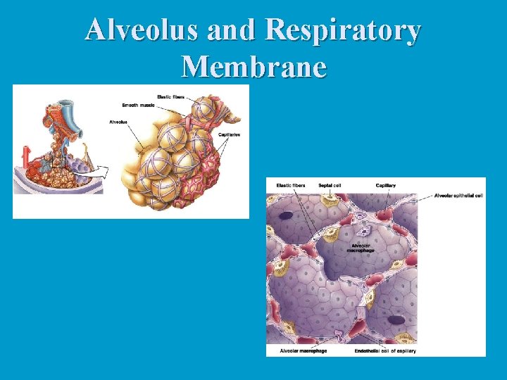 Alveolus and Respiratory Membrane Alveolus and Respiratory Membrane