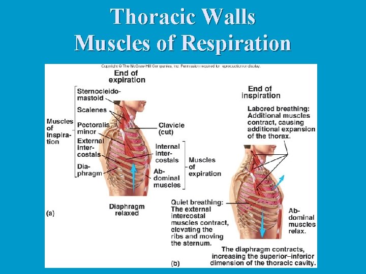 Thoracic Walls Muscles of Respiration Thoracic Walls Muscles of Respiration
