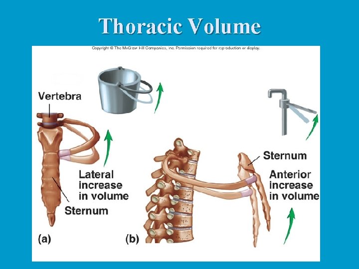 Thoracic Volume Thoracic Volume