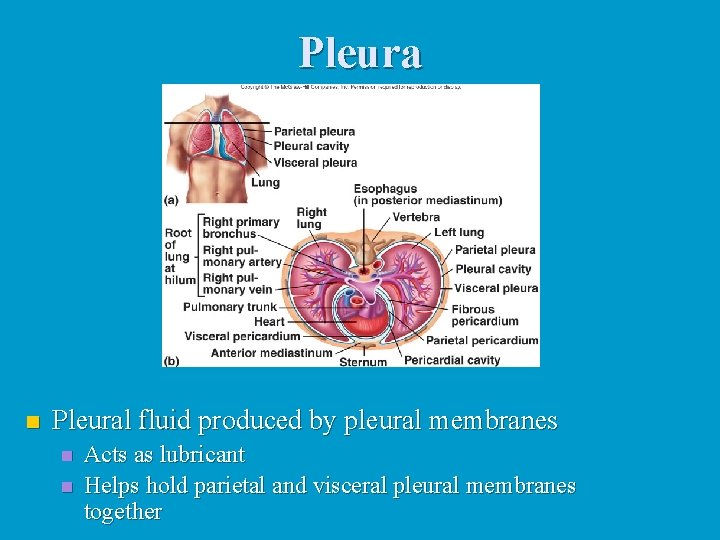 Pleura n Pleural fluid produced by pleural membranes n n Acts as lubricant Helps Pleura n Pleural fluid produced by pleural membranes n n Acts as lubricant Helps