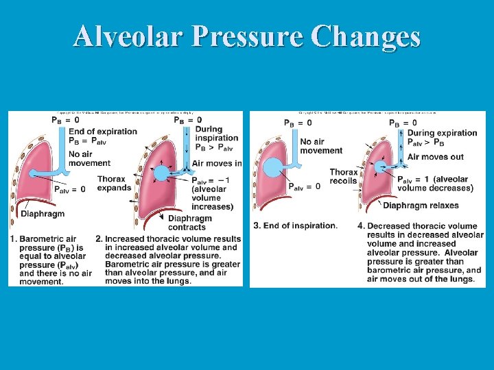 Alveolar Pressure Changes Alveolar Pressure Changes
