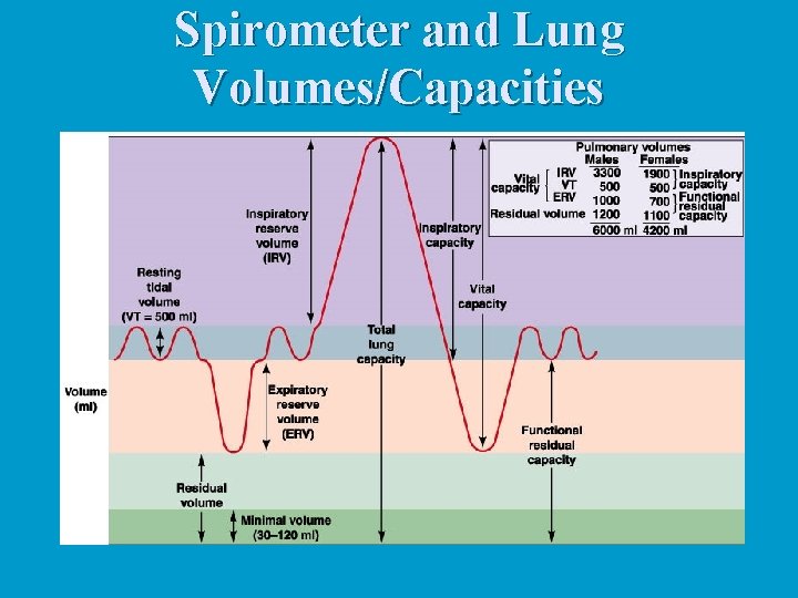 Spirometer and Lung Volumes/Capacities Spirometer and Lung Volumes/Capacities