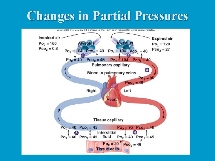 Changes in Partial Pressures Changes in Partial Pressures