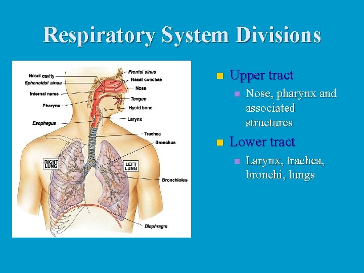 Respiratory System Divisions n Upper tract n n Nose, pharynx and associated structures Lower Respiratory System Divisions n Upper tract n n Nose, pharynx and associated structures Lower