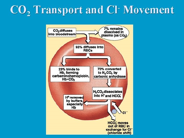 CO 2 Transport and Cl Movement CO 2 Transport and Cl Movement