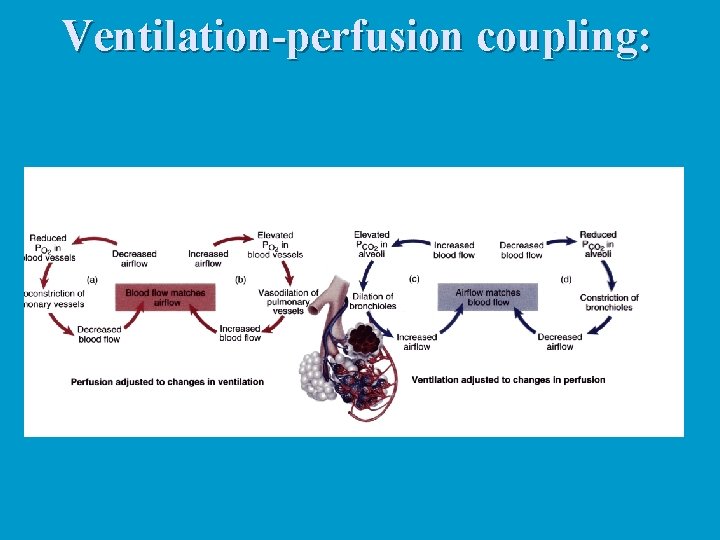 Ventilation-perfusion coupling: Ventilation-perfusion coupling: