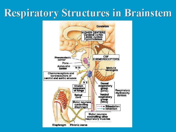Respiratory Structures in Brainstem Respiratory Structures in Brainstem