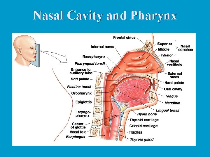 Nasal Cavity and Pharynx Nasal Cavity and Pharynx