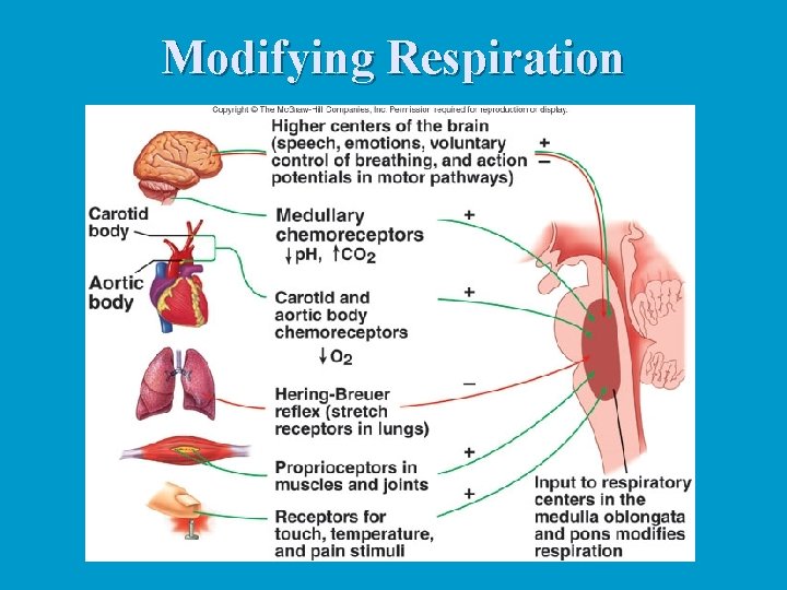 Modifying Respiration Modifying Respiration