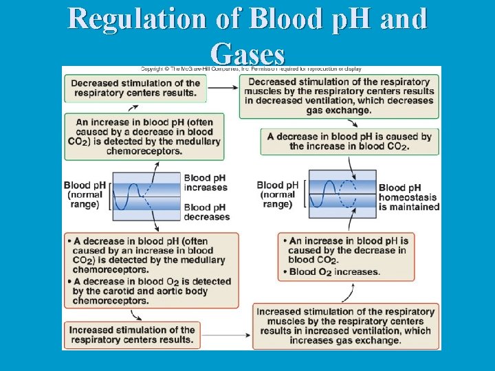 Regulation of Blood p. H and Gases Regulation of Blood p. H and Gases