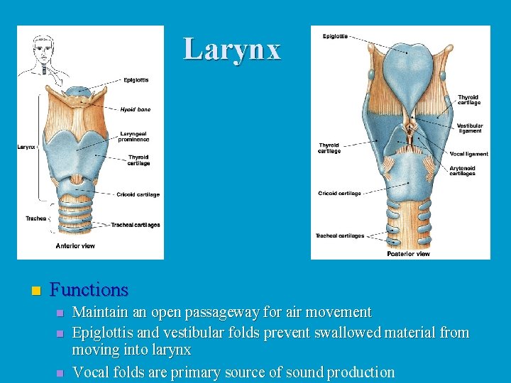 Larynx n Functions n n n Maintain an open passageway for air movement Epiglottis Larynx n Functions n n n Maintain an open passageway for air movement Epiglottis