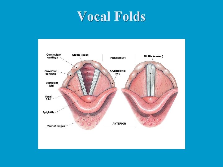Vocal Folds Vocal Folds