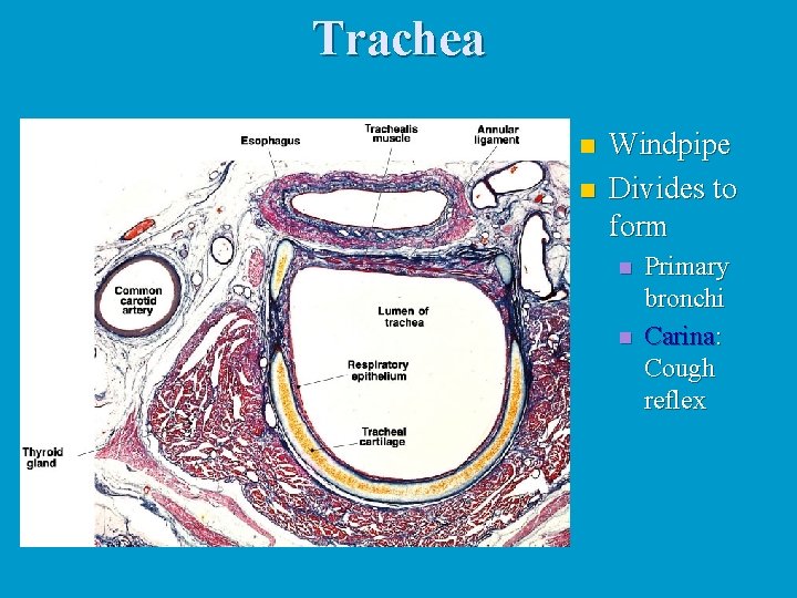 Trachea n n Windpipe Divides to form n n Primary bronchi Carina: Cough reflex Trachea n n Windpipe Divides to form n n Primary bronchi Carina: Cough reflex