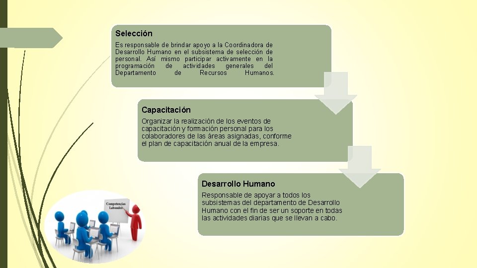 Selección Es responsable de brindar apoyo a la Coordinadora de Desarrollo Humano en el