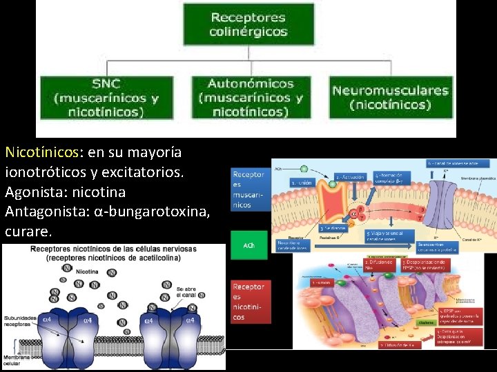 Nicotínicos: en su mayoría ionotróticos y excitatorios. Agonista: nicotina Antagonista: α-bungarotoxina, curare. 