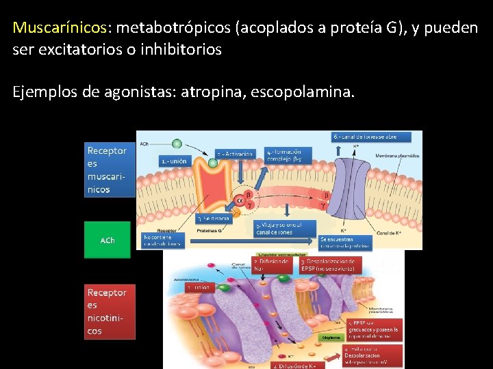 Muscarínicos: metabotrópicos (acoplados a proteía G), y pueden ser excitatorios o inhibitorios Ejemplos de