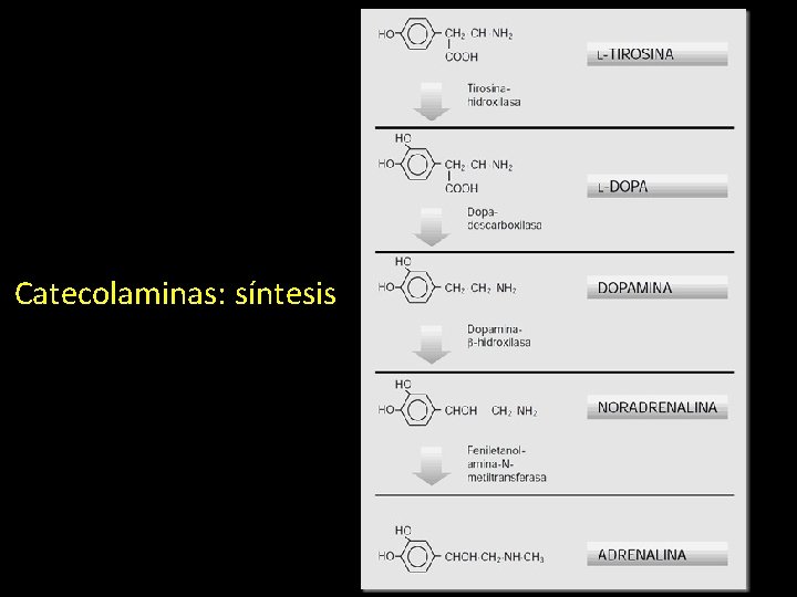 Catecolaminas: síntesis 