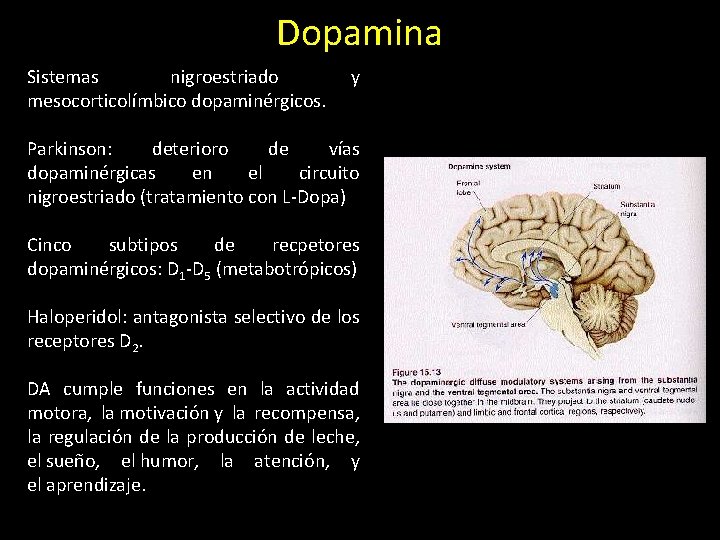 Dopamina Sistemas nigroestriado mesocorticolímbico dopaminérgicos. y Parkinson: deterioro de vías dopaminérgicas en el circuito