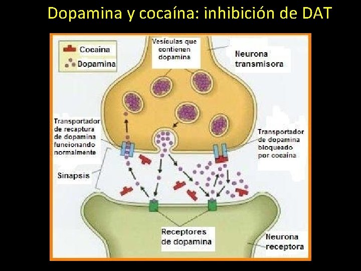 Dopamina y cocaína: inhibición de DAT 