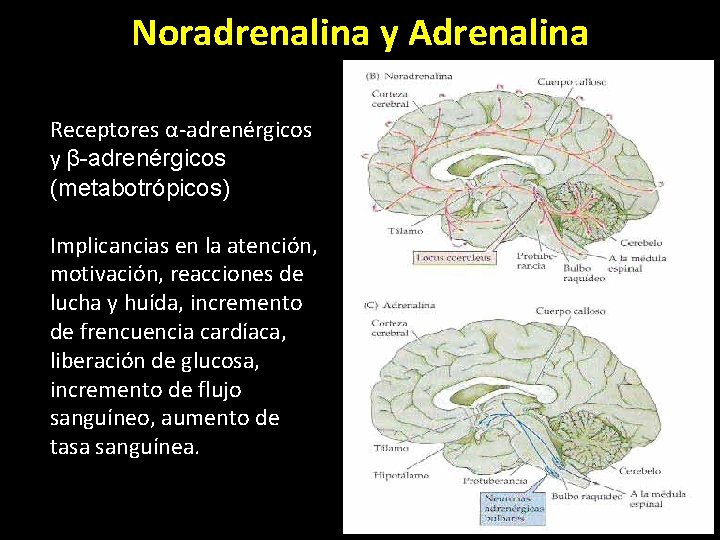 Noradrenalina y Adrenalina Receptores α-adrenérgicos y β-adrenérgicos (metabotrópicos) Implicancias en la atención, motivación, reacciones