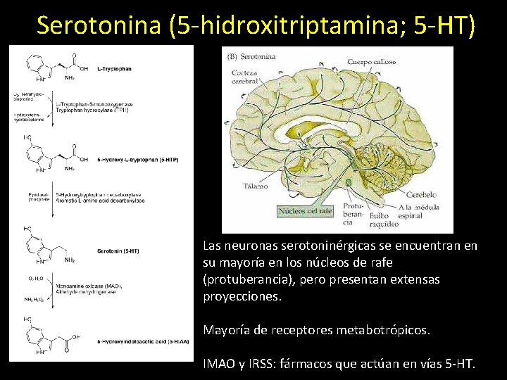  Serotonina (5 -hidroxitriptamina; 5 -HT) Las neuronas serotoninérgicas se encuentran en su mayoría