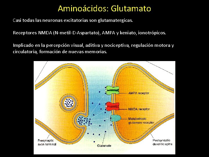 Aminoácidos: Glutamato Casi todas las neuronas excitatorias son glutamatergicas. Receptores NMDA (N-metil-D-Aspartato), AMPA y