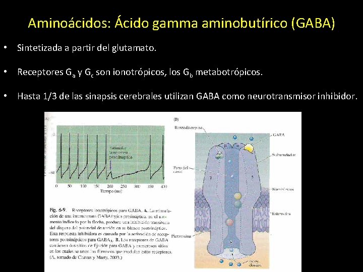 Aminoácidos: Ácido gamma aminobutírico (GABA) • Sintetizada a partir del glutamato. • Receptores Ga