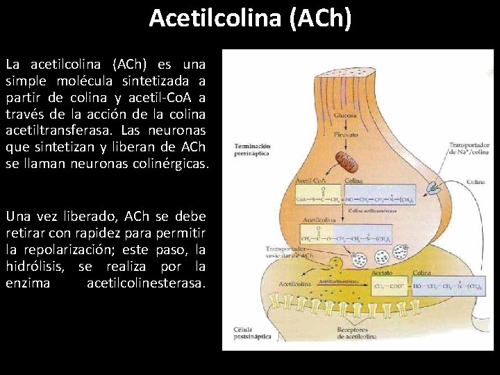 Acetilcolina (ACh) La acetilcolina (ACh) es una simple molécula sintetizada a partir de colina