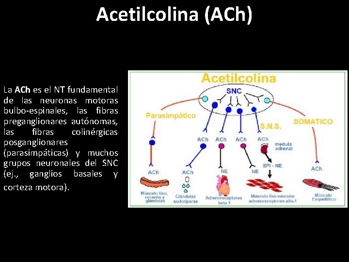 Acetilcolina (ACh) La ACh es el NT fundamental de las neuronas motoras bulbo-espinales, las