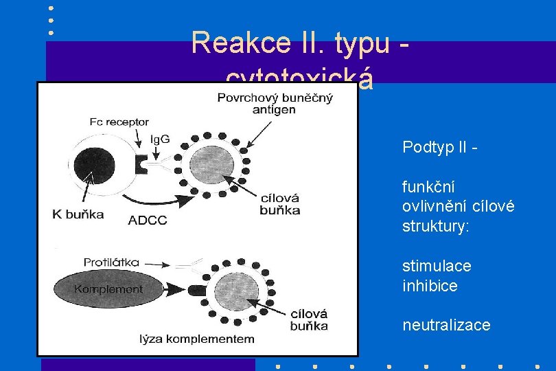 Reakce II. typu - cytotoxická Podtyp II - funkční ovlivnění cílové struktury: stimulace inhibice