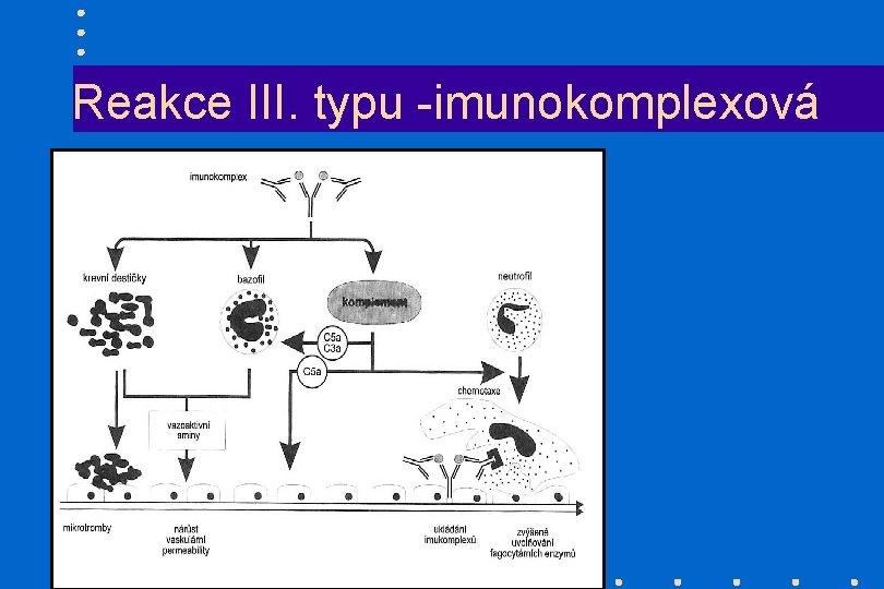 Reakce III. typu -imunokomplexová 