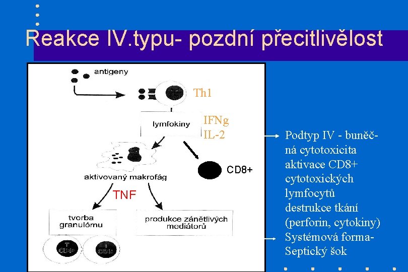 Reakce IV. typu- pozdní přecitlivělost Th 1 IFNg IL-2 CD 8+ TNF Podtyp IV