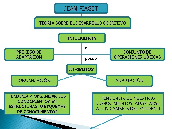 JEAN PIAGET TEORÍA SOBRE EL DESARROLLO COGNITIVO INTELIGENCIA PROCESO DE ADAPTACIÓN es posee CONJUNTO