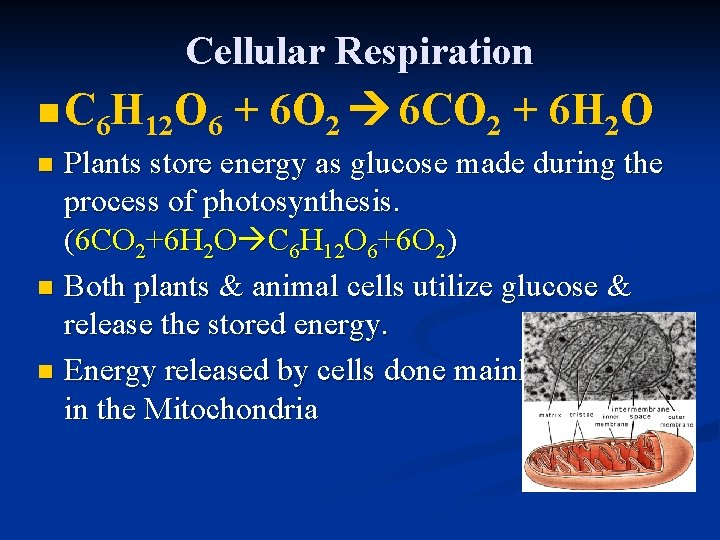 Cellular Respiration n C 6 H 12 O 6 + 6 O 2 6