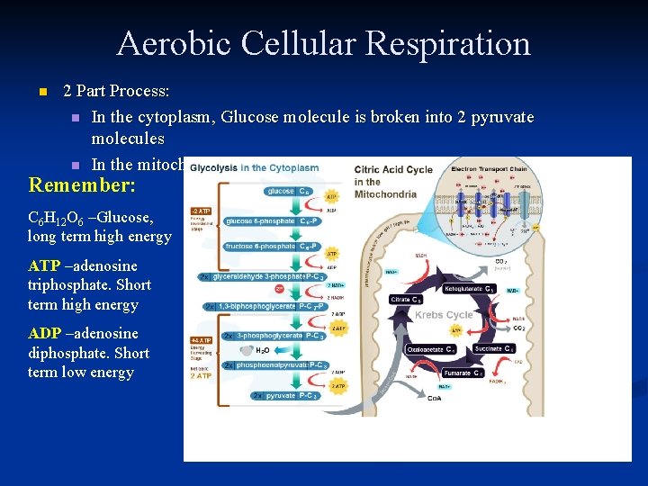 Aerobic Cellular Respiration n 2 Part Process: n In the cytoplasm, Glucose molecule is