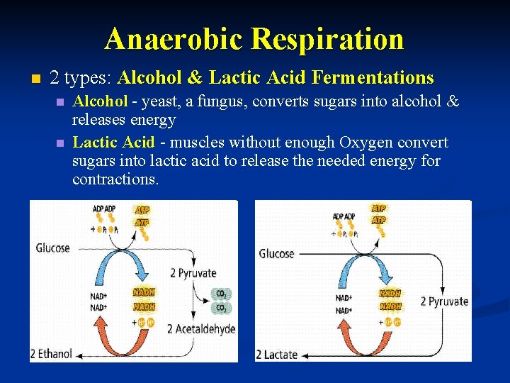 Anaerobic Respiration n 2 types: Alcohol & Lactic Acid Fermentations n n Alcohol -