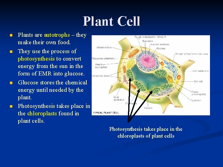 Plant Cell n n Plants are autotrophs – they make their own food. They