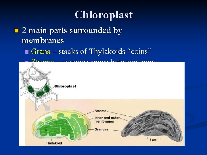 Chloroplast n 2 main parts surrounded by membranes Grana – stacks of Thylakoids “coins”