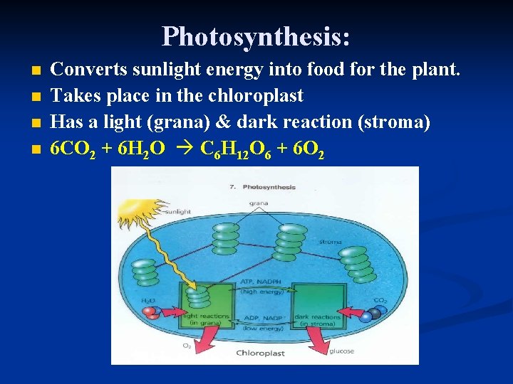 Photosynthesis: n n Converts sunlight energy into food for the plant. Takes place in
