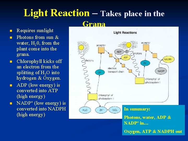 Light Reaction – Takes place in the n n n Requires sunlight Photons from