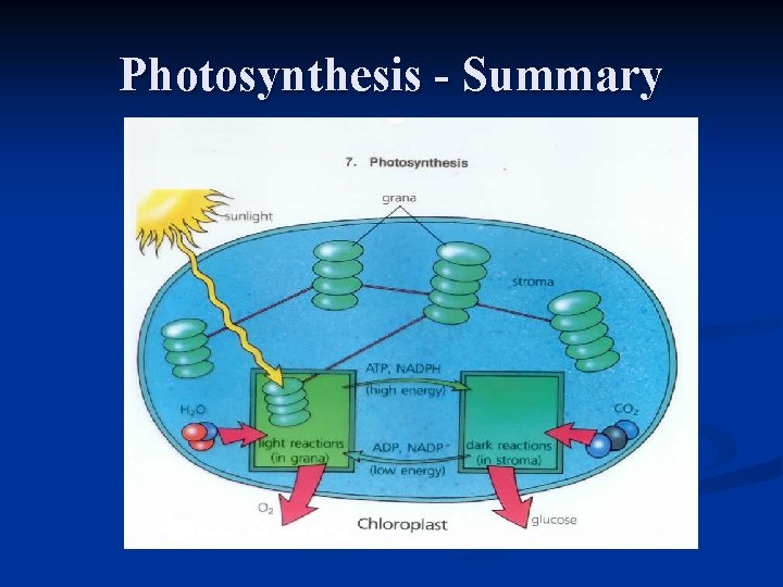 Photosynthesis - Summary 