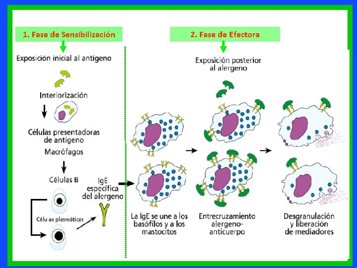 1. Fase de Sensibilización 2. Fase de Efectora 