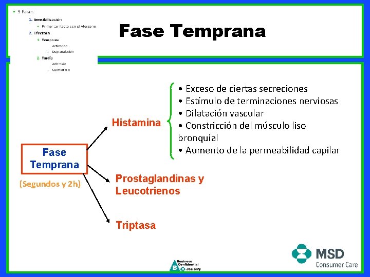 Fase Temprana Histamina Fase Temprana (Segundos y 2 h) • Exceso de ciertas secreciones